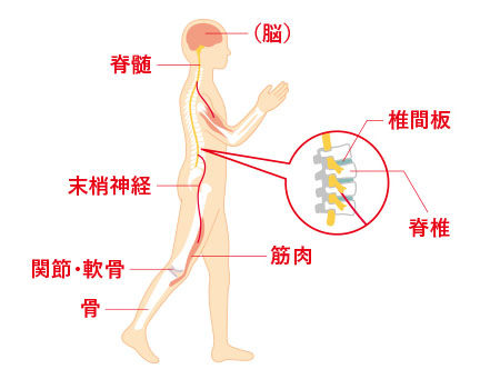 ロコモを知ろう | ロコモONLINE | 日本整形外科学会公式 ロコモティブ 